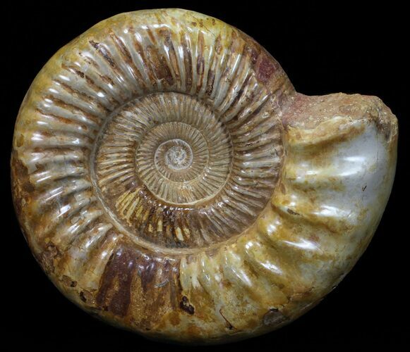 Wide Jurassic Ammonite Fossil - Madagascar #59613